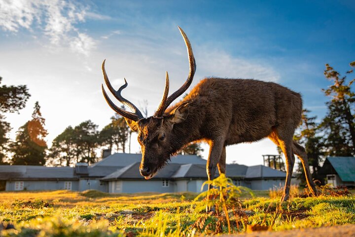 Trekking guidato Horton Plains Park e Worlds End da Nuwara Eliya