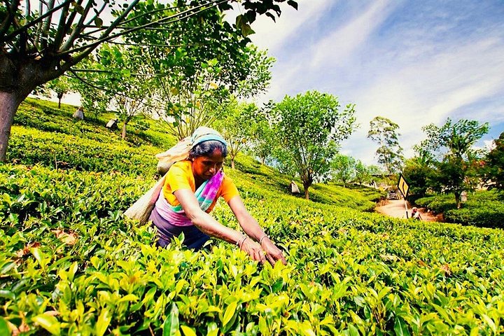 Trekking guidato Horton Plains Park e Worlds End da Nuwara Eliya