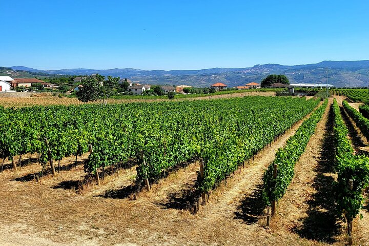 Privat Douro Valley Tour (2 vingårder + båt)