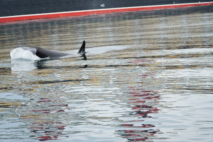 Avistamiento de ballenas, punto del estrecho helado, Hoonah