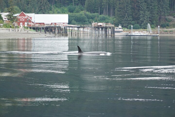 Avistamiento de ballenas, punto del estrecho helado, Hoonah