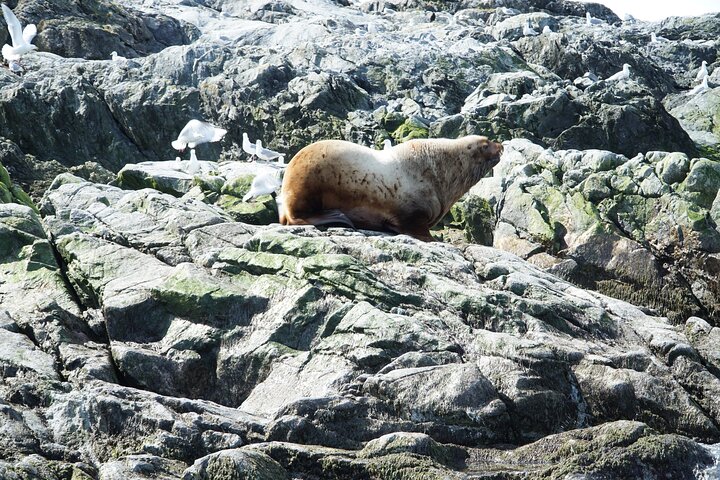 Avistamiento de ballenas, punto del estrecho helado, Hoonah