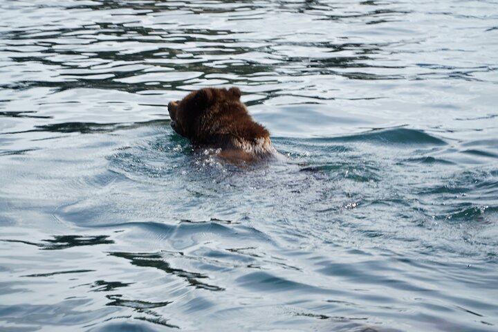 Avistamiento de ballenas, punto del estrecho helado, Hoonah
