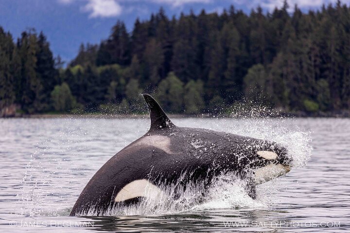 Avistamiento de ballenas, punto del estrecho helado, Hoonah
