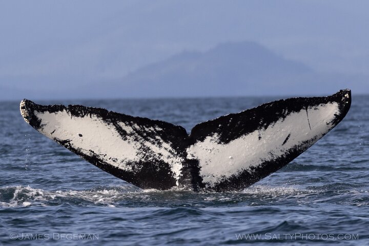 Avistamiento de ballenas, punto del estrecho helado, Hoonah