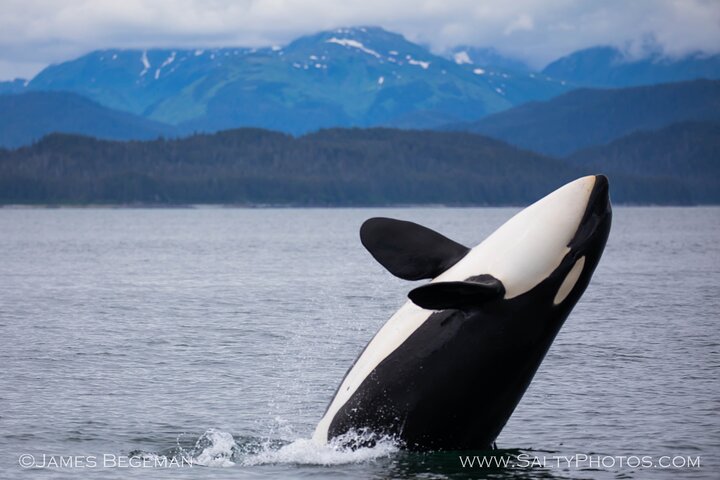 Avistamiento de ballenas, punto del estrecho helado, Hoonah