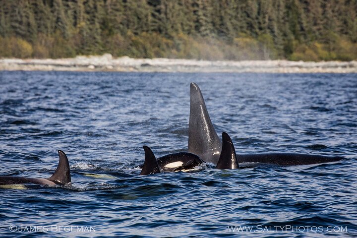 Avistamiento de ballenas, punto del estrecho helado, Hoonah