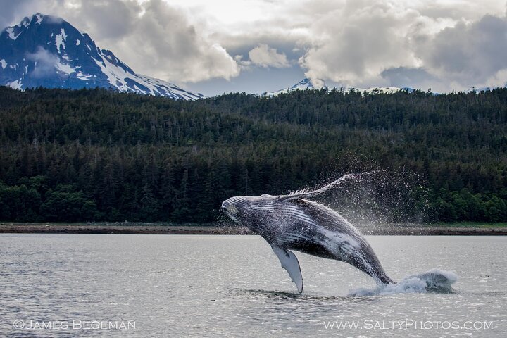 Avistamiento de ballenas, punto del estrecho helado, Hoonah