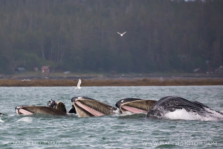 Avistamiento de ballenas, punto del estrecho helado, Hoonah