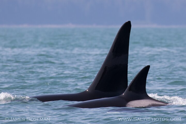 Avistamiento de ballenas, punto del estrecho helado, Hoonah