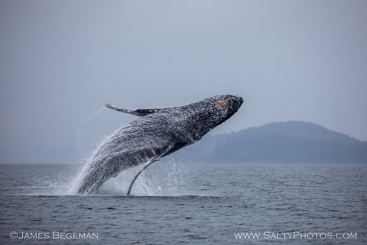Avistamiento de ballenas, punto del estrecho helado, Hoonah