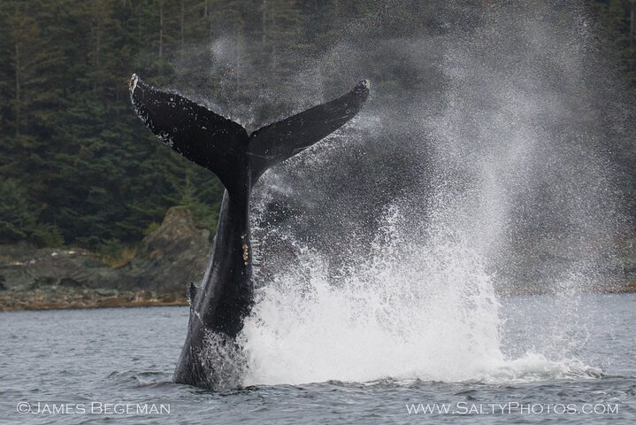 Avistamiento de ballenas, punto del estrecho helado, Hoonah