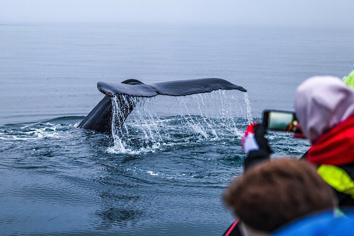 Grandes Baleines & Macareux Tour en bateau RIB au départ de Húsavík