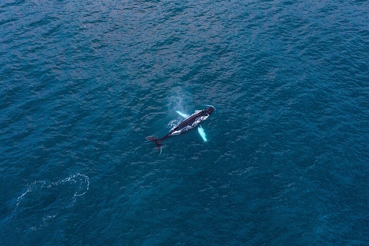 Grandes Baleines & Macareux Tour en bateau RIB au départ de Húsavík