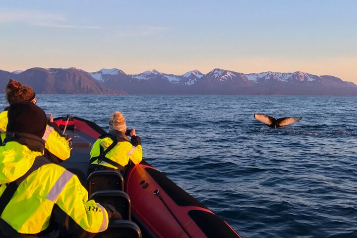 Grandes Baleines & Macareux Tour en bateau RIB au départ de Húsavík