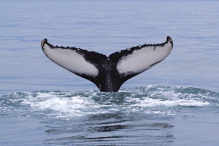 Grandes Baleines & Macareux Tour en bateau RIB au départ de Húsavík