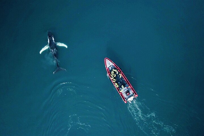 Grandes Baleines & Macareux Tour en bateau RIB au départ de Húsavík