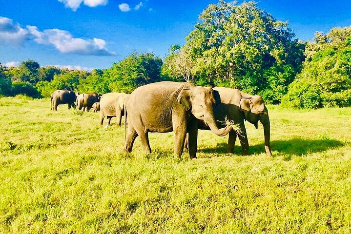Private Jeep Safari To one of a Best National Park