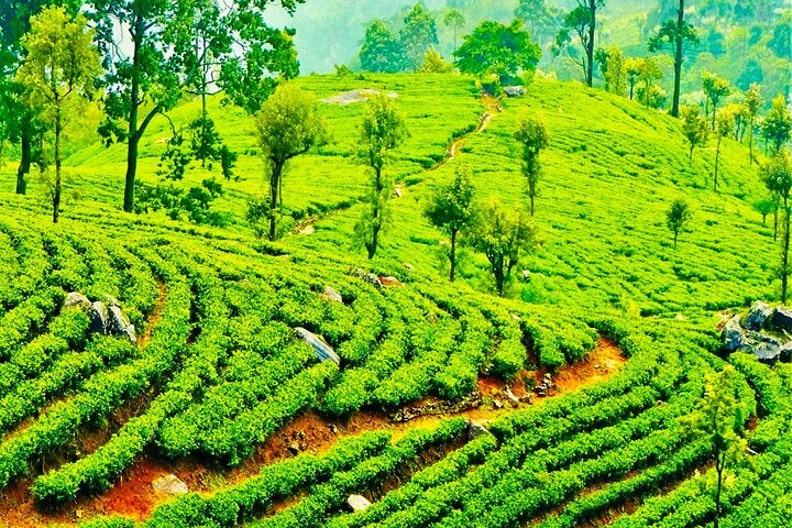 Trekking guidato Horton Plains Park e Worlds End da Nuwara Eliya