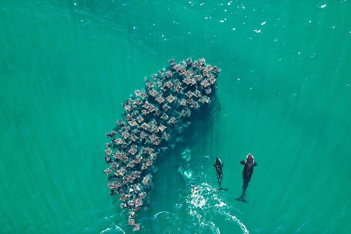 Safari Oceánico: Lobos Marinos, Móbulas, Delfines, Orcas, Ballena