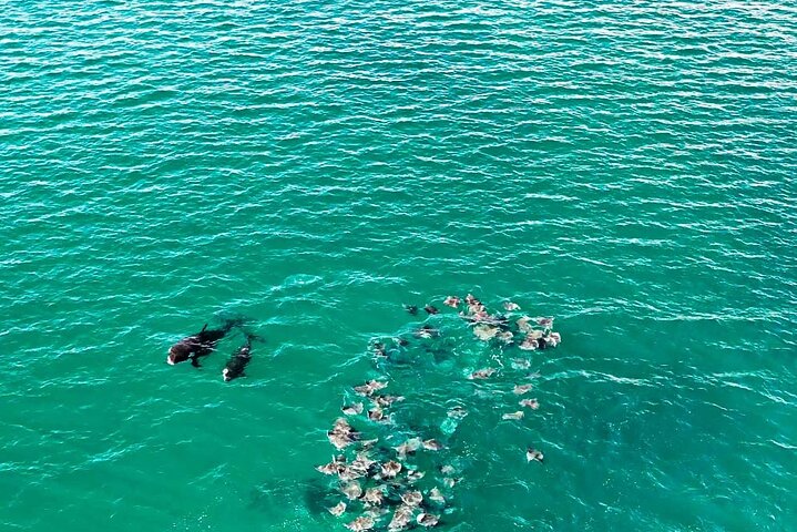 Safari Oceánico: Lobos Marinos, Móbulas, Delfines, Orcas, Ballena