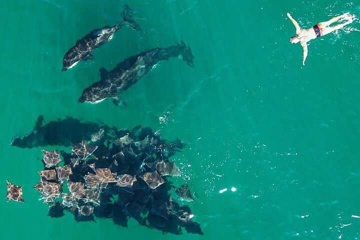 Safari Oceánico: Lobos Marinos, Móbulas, Delfines, Orcas, Ballena