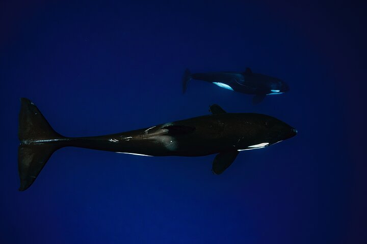 Safari Oceánico: Lobos Marinos, Móbulas, Delfines, Orcas, Ballena
