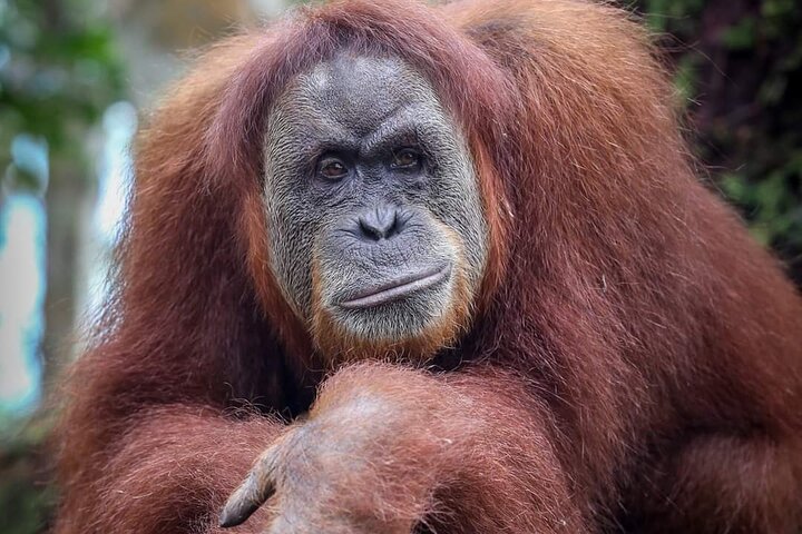 Monkey Business 3 dagen - 2 nachten Jungle trekking (inclusief raften)