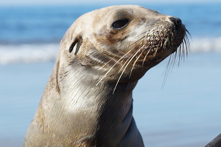Kajakverhuur voor twee personen in La Jolla