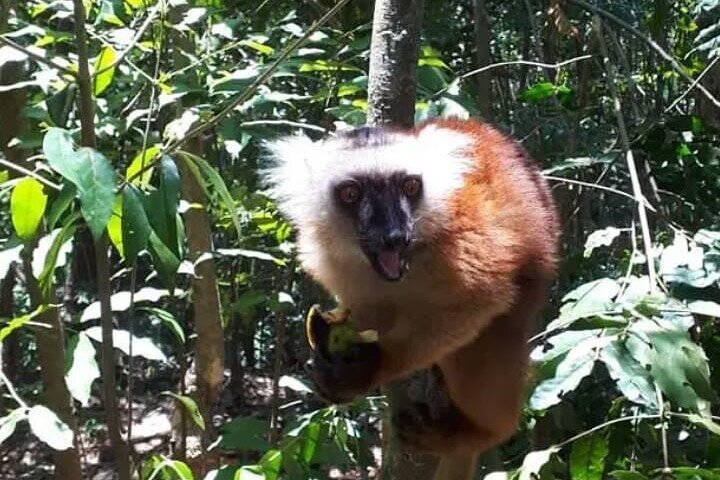 Visite guidée des îles Nosy Komba et Nosy Tanikely