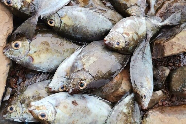 Visite guidée des îles Nosy Komba et Nosy Tanikely