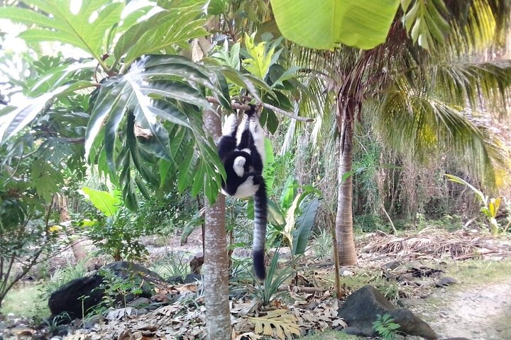 Visite guidée des îles Nosy Komba et Nosy Tanikely