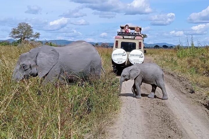 Mikumi Safari Tour: vol aller-retour d'une journée depuis Zanzibar