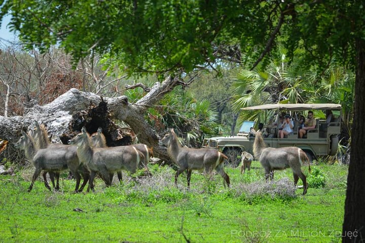 Mikumi Safari Tour: vol aller-retour d'une journée depuis Zanzibar