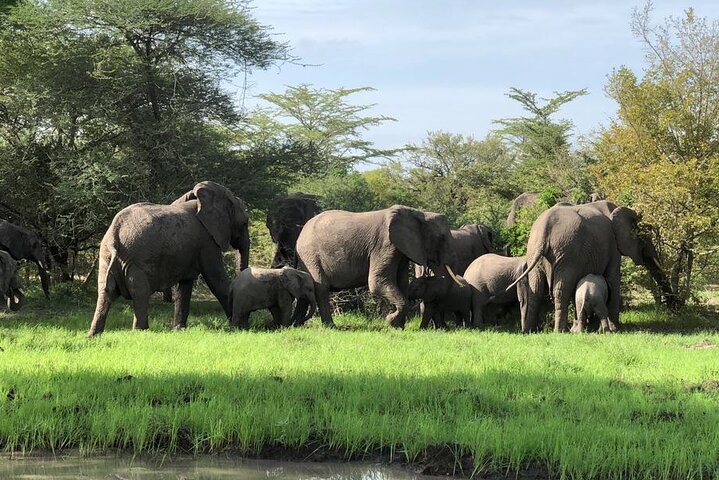 Mikumi Safari Tour: vol aller-retour d'une journée depuis Zanzibar