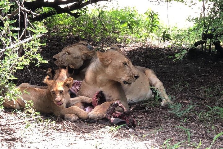 Mikumi Safari Tour: vol aller-retour d'une journée depuis Zanzibar