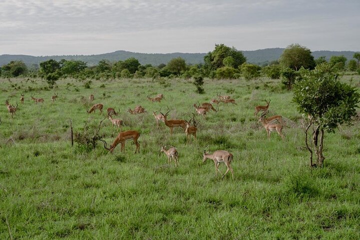 Mikumi Safari Tour: vol aller-retour d'une journée depuis Zanzibar