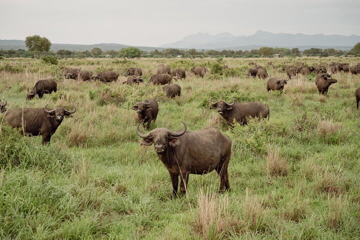Mikumi Safari Tour: vol aller-retour d'une journée depuis Zanzibar