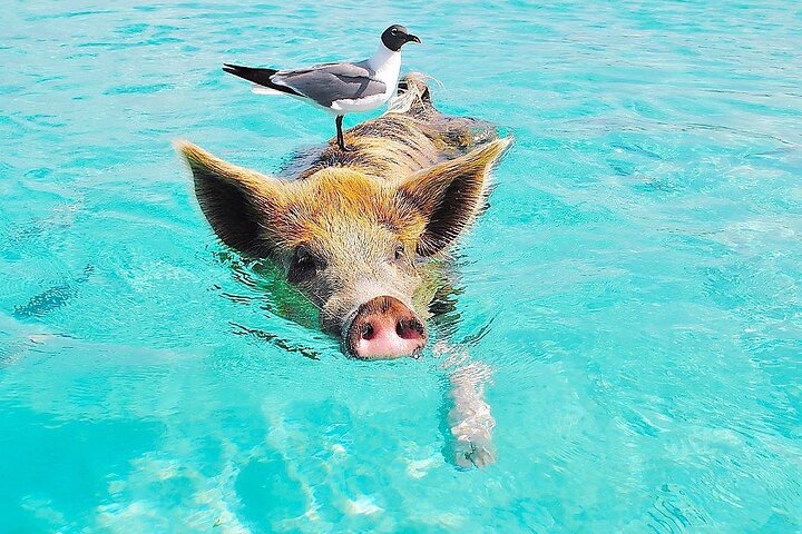 Gran Exuma: Tour en barco privado de saltos de isla con cerdos nadadores