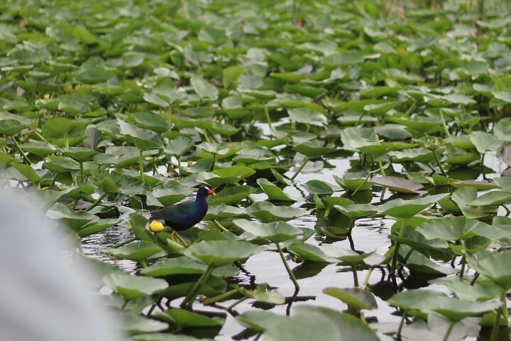 Everglades Small-Group Tour from Miami with Transportation
