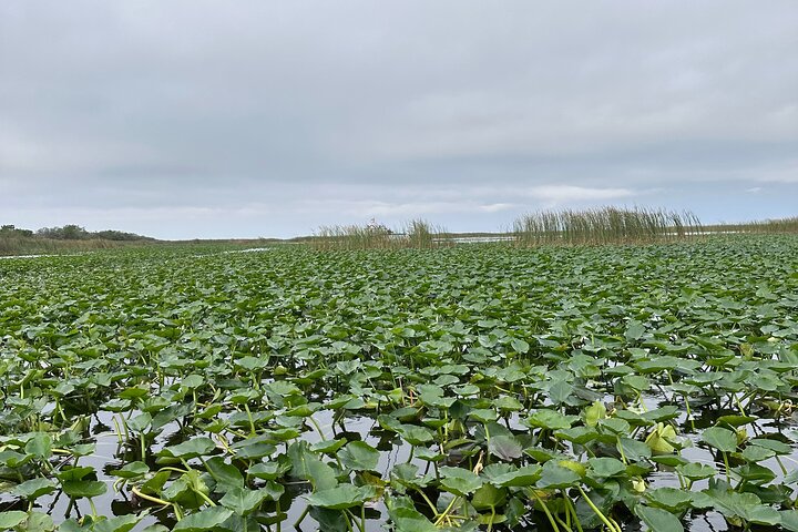 Everglades Small-Group Tour from Miami with Transportation