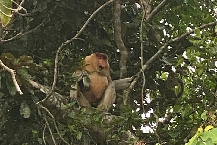 Cruzeiro pelo rio Borneo (Klias) e passeio pelos vaga-lumes