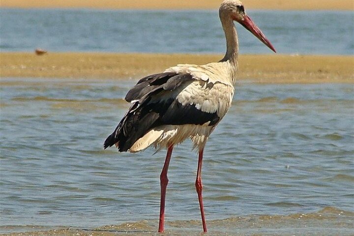 4 Haltestellen | 3 Inseln & Naturpark Ria Formosa – ab Faro
