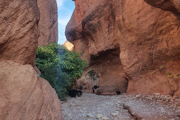 Hoteller i nærheden af Dades Gorge-Monkey Finger's Canyon Hike