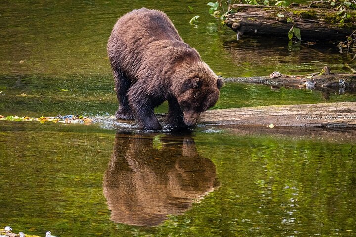 Visita a la isla de Chichagof: búsqueda del oso pardo