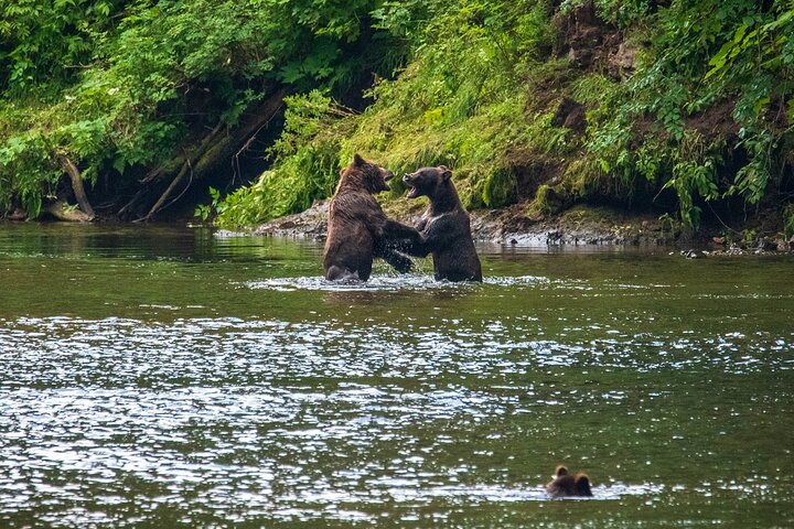 Visita a la isla de Chichagof: búsqueda del oso pardo