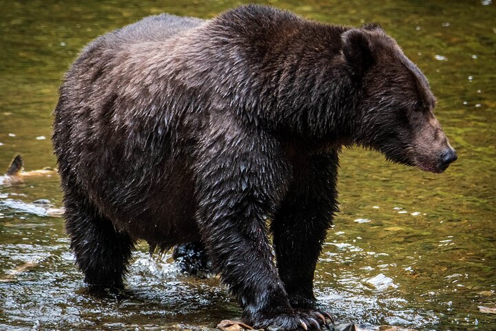 Visita a la isla de Chichagof: búsqueda del oso pardo