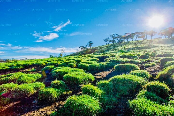 Trekking guidato Horton Plains Park e Worlds End da Nuwara Eliya