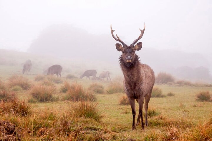 Trekking guidato Horton Plains Park e Worlds End da Nuwara Eliya