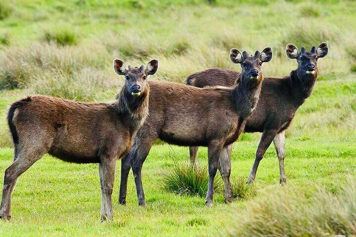 Trekking guidato Horton Plains Park e Worlds End da Nuwara Eliya